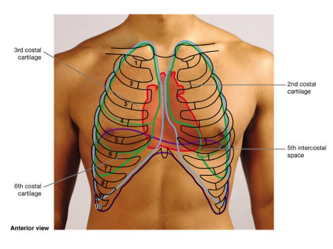 Anterior View Of Chest Wall Picture E Medical Hub