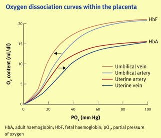 Oxy-Hemoglobin Dissociation Curve double haldane effect