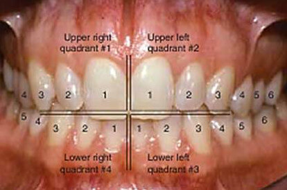 Teeth divided as 4 quadrants photo
