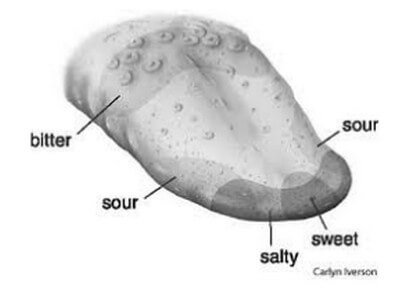 Which part of the tongue perceives what.