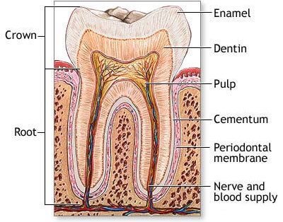 cut section of a tooth image