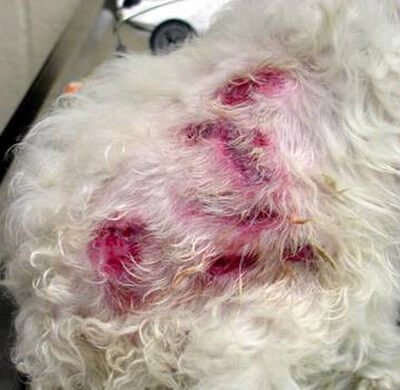 sterile nodular panniculitis in dog photo