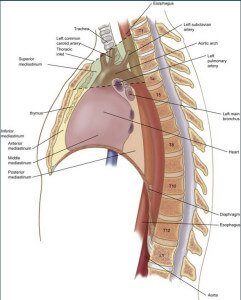 Heart in the middle mediastinum image