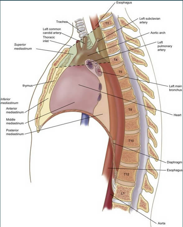 Heart in the middle mediastinum image | e Medical Hub