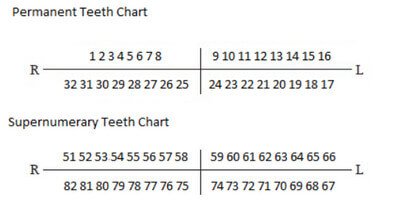 Supernumerary Teeth Numbering Chart photo