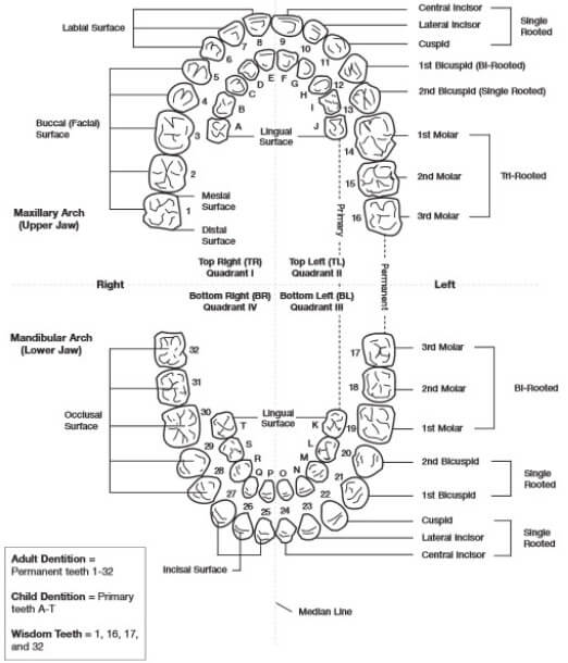 How Are Teeth Numbered And Teeth Numbering Charts 2020 Updated