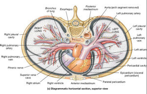 Transverse section at the level of heart image | e Medical Hub