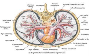 Transverse section at the level of heart image