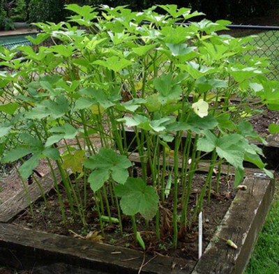 Okra plant image