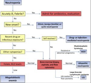 Leukopenia - Definition, Causes, Symptoms, Treatment, Workup