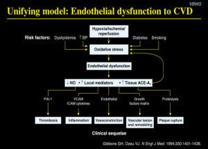 Pathophysiology of Dyslipidemia Associated with Type II Diabetes