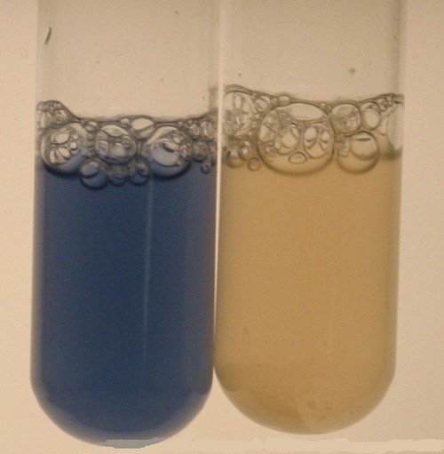 Oxidase test result using the test tube method.image