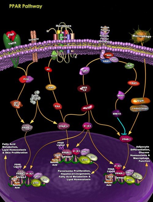 A biochemical presentation of peroxisome proliferator activated receptors.image