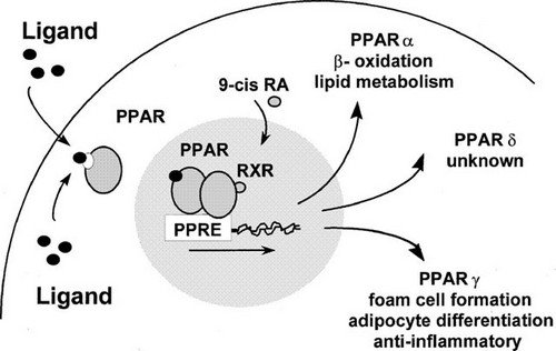 A diagram presentation showing how peroxisome proliferator activated receptors function in the body.image