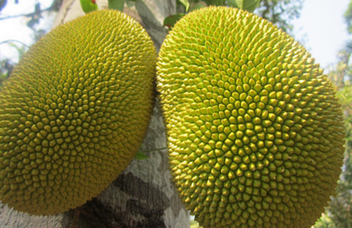 Jackfruit Image picture