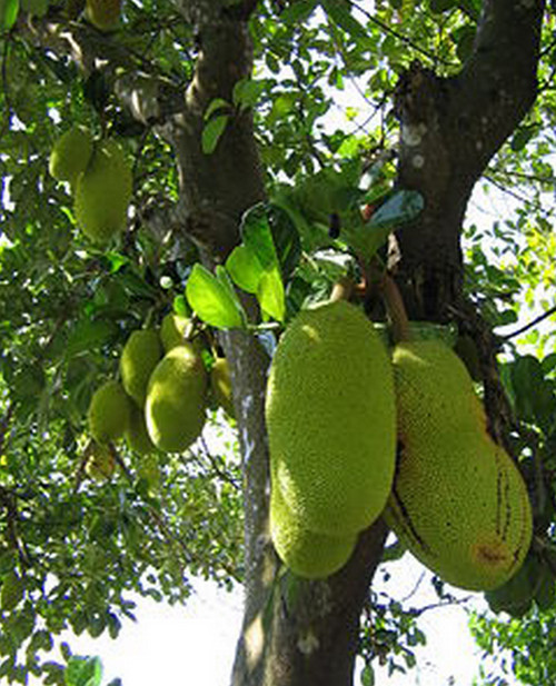 Jackfruit Tree picture