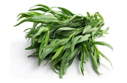 Tarragon Plant picture