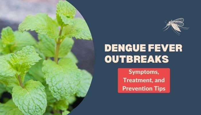 Dengue Fever Outbreaks: Symptoms, Treatment, and Prevention Tips